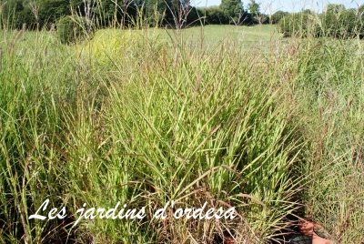 Miscanthus sinensis purpurescens